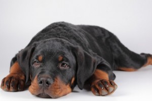 Photo d'un petit chien