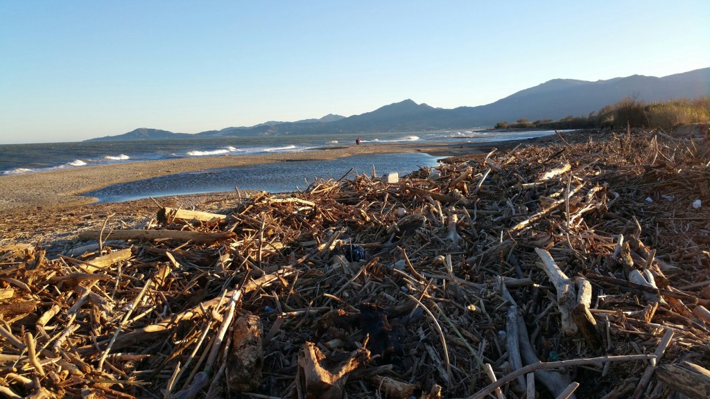 Bord de mer où le bois flotté s'échoue
